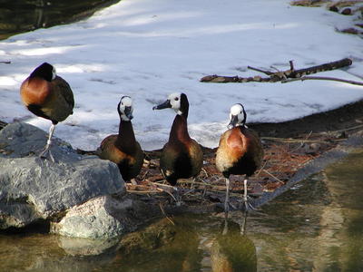 White-faced whistling ducks #3