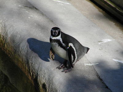 Humbolt Penguin