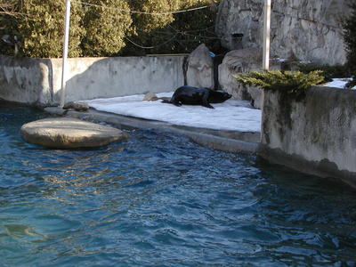 Harbor seal #8