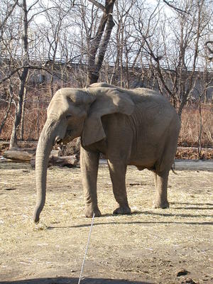 Elephant #2