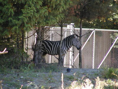 Zebra