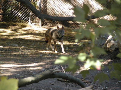 Red Wolf