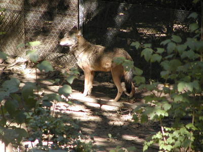 Red Wolf #2