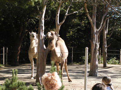 Camel #2