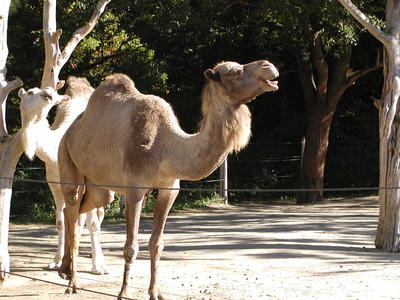 Camel #3
