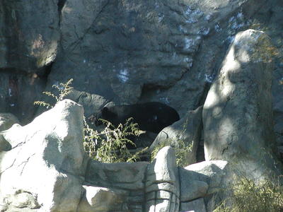 Moon bear #2