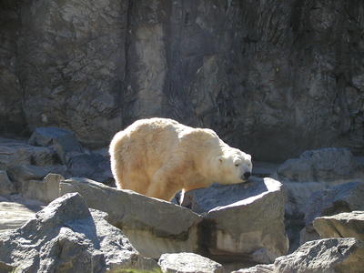 Polar bear