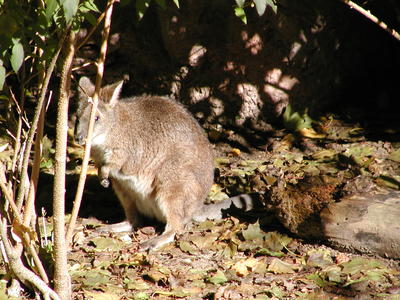 Parma Wallaby #2