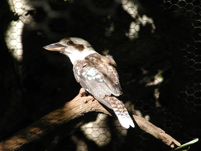 Laughing Kookaburra