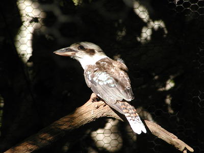 Laughing Kookaburra