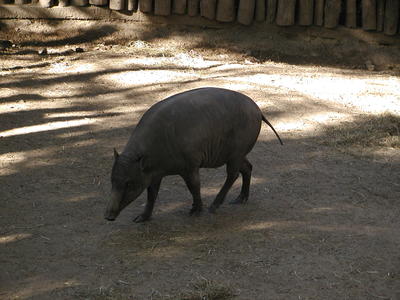 Babirusa