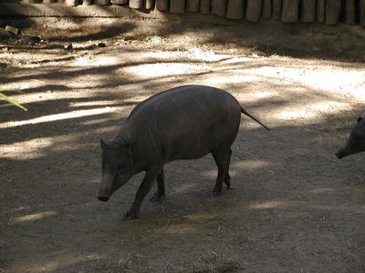 Babirusa #2