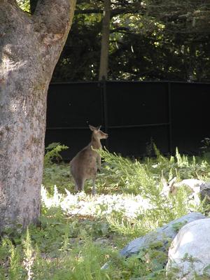 Eastern Grey Kangaroo