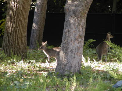 Eastern Grey Kangaroo #2