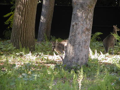 Eastern Grey Kangaroo #3