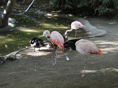 Chilean Flamingo