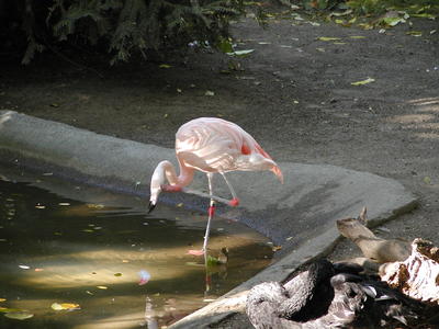 Chilean Flamingo #2