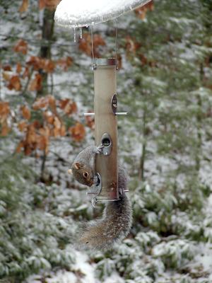 Funny looking bird #2