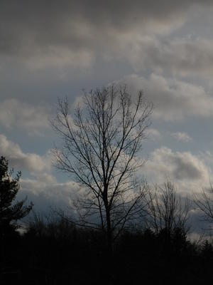 Tree and clouds