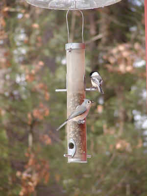 Birds at the feeder