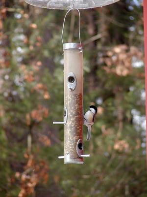 Bird at feeder #3