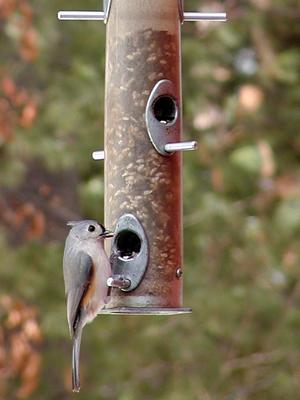 Thanks for the seeds