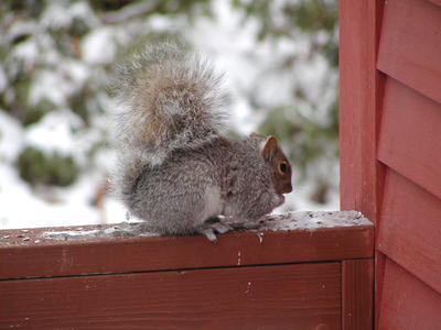 Squirrel #2
