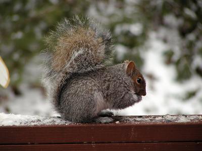 Squirrel #4