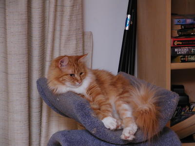 I'm royality, worship me