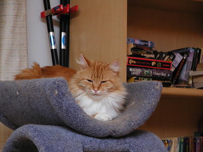 The prince looks down on his subjects