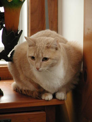 Abba, deep in thought