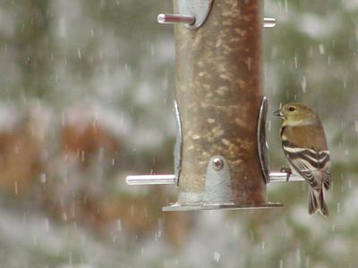 Bird at the feeder
