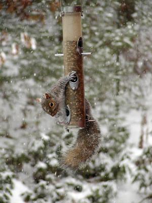 Squirrel at the feeder