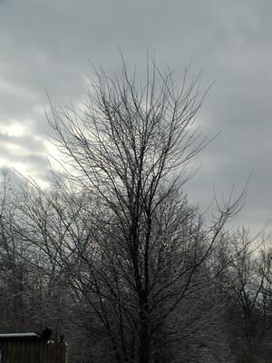 Tree in winter