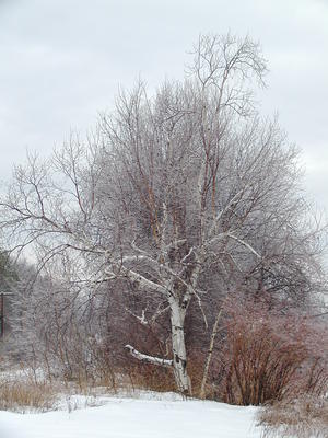 Tree in winter #2