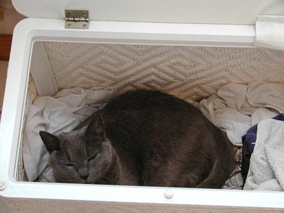 Purrgatory in the hamper