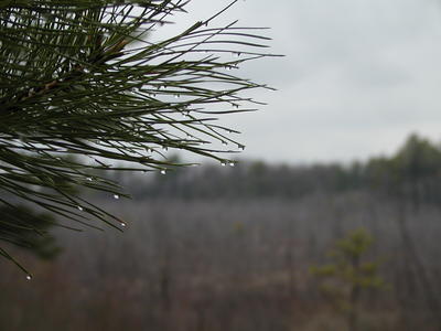 The effect of April Showers