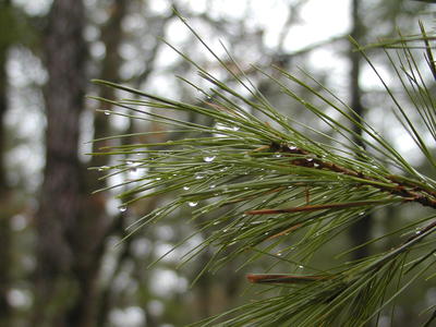 The effect of April Showers #2