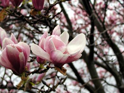 Flowers in the rain #2