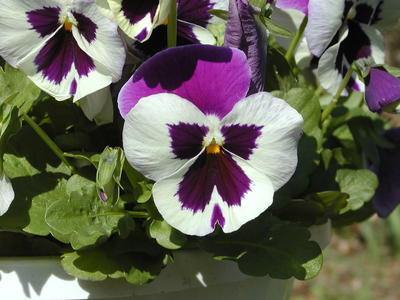Pansy