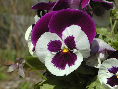 Pansy #2