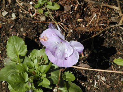 Flower and raindrops