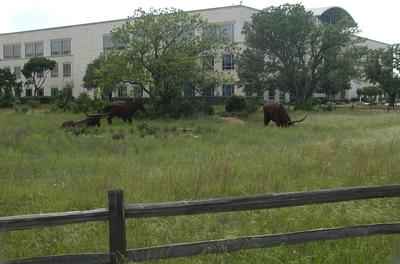 Motorola (now Freescale) cows