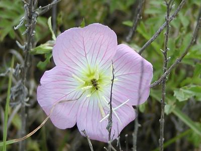 Flower and insect #2