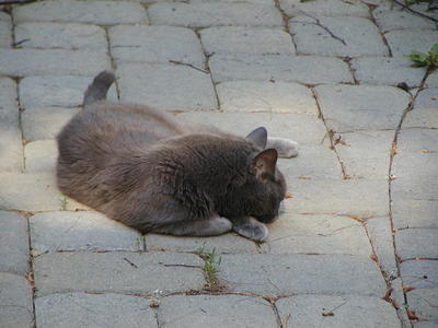 Let sleeping cats lie...