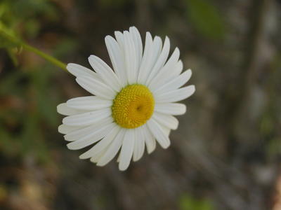 Daisy #2