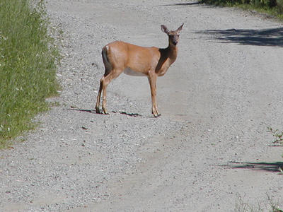 Deer on our road #3