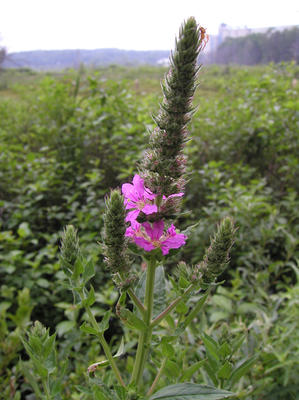 Purple loosestrife