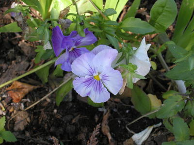 Pansy