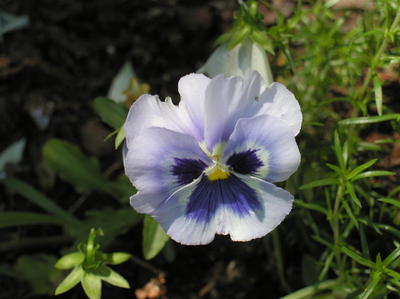 Pansy #2